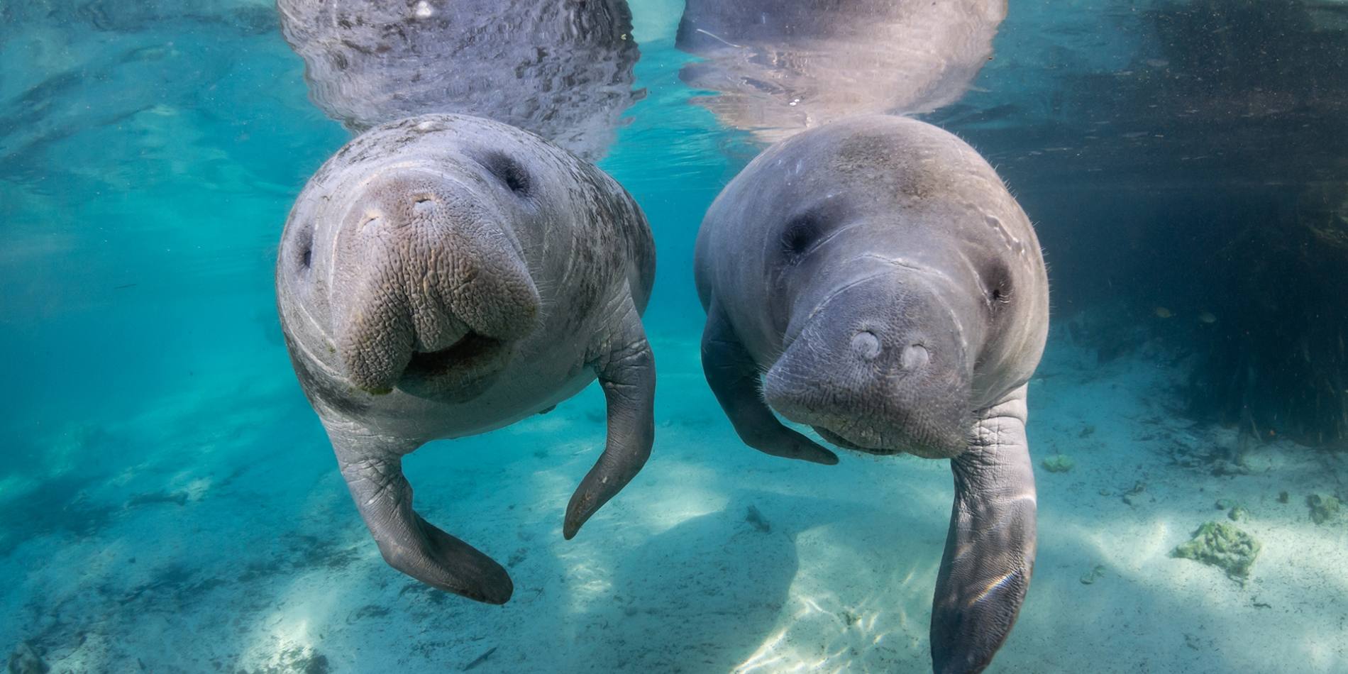 manatees