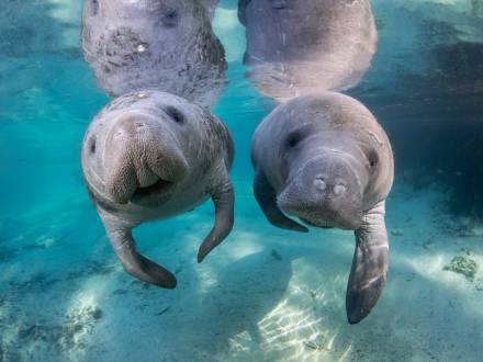 manatees