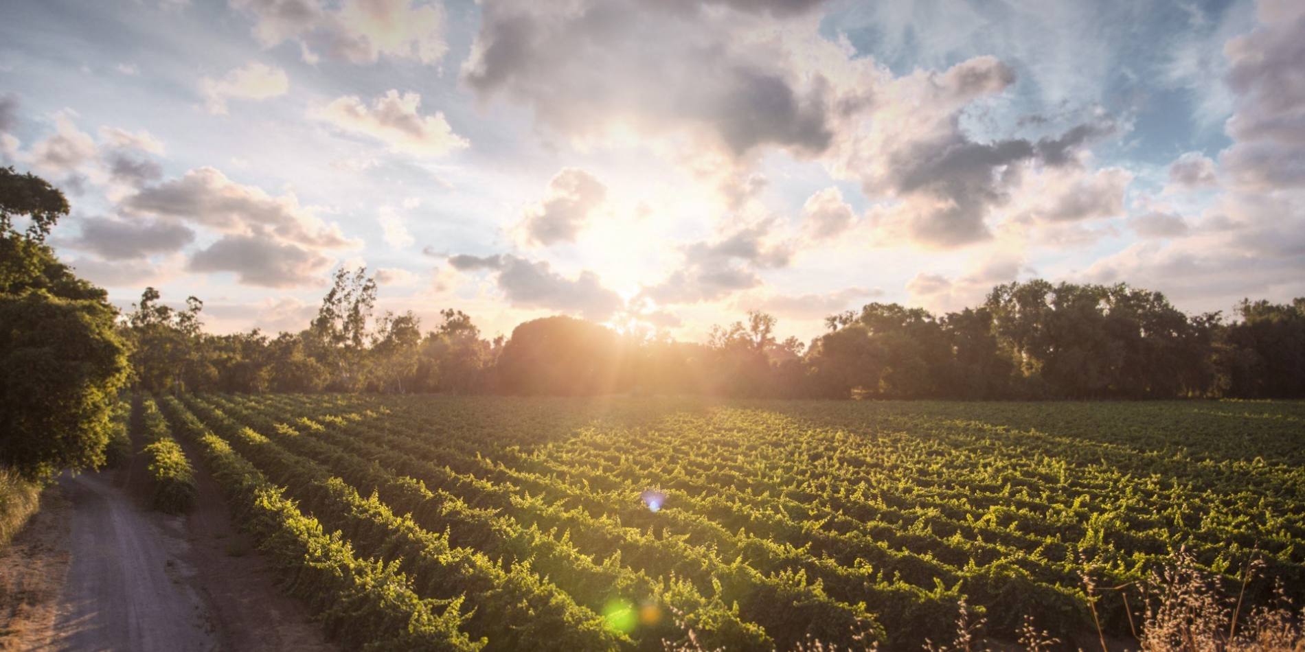 Sunset vineyards