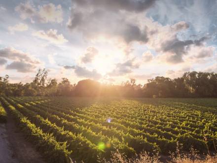 Sunset vineyards