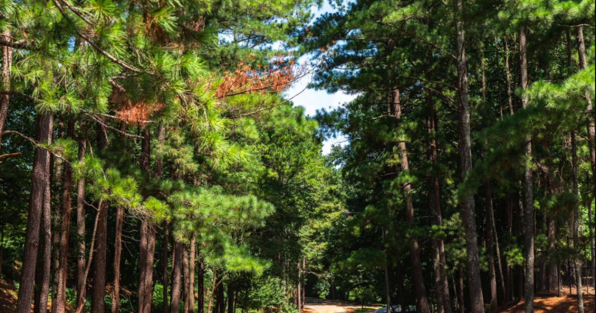 Explore Beneath the Canopies in Brookhaven, Rediscover America