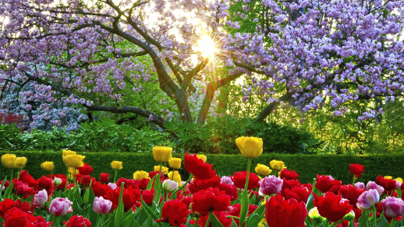 spring tulips salem oregon