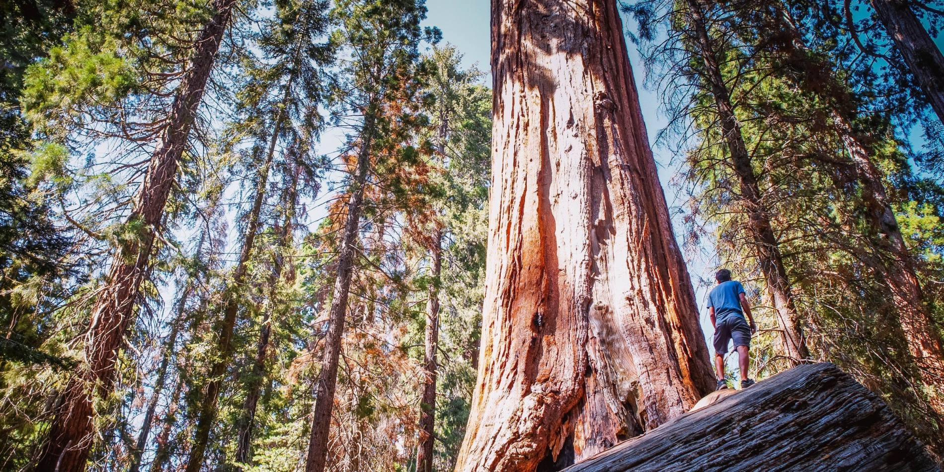 See the Sequoias in Visalia, California Rediscover America
