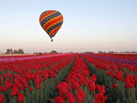 salem oregon tulip fields