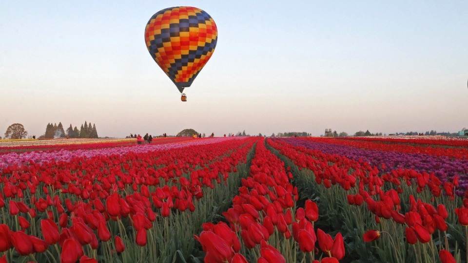 salem oregon tulip fields