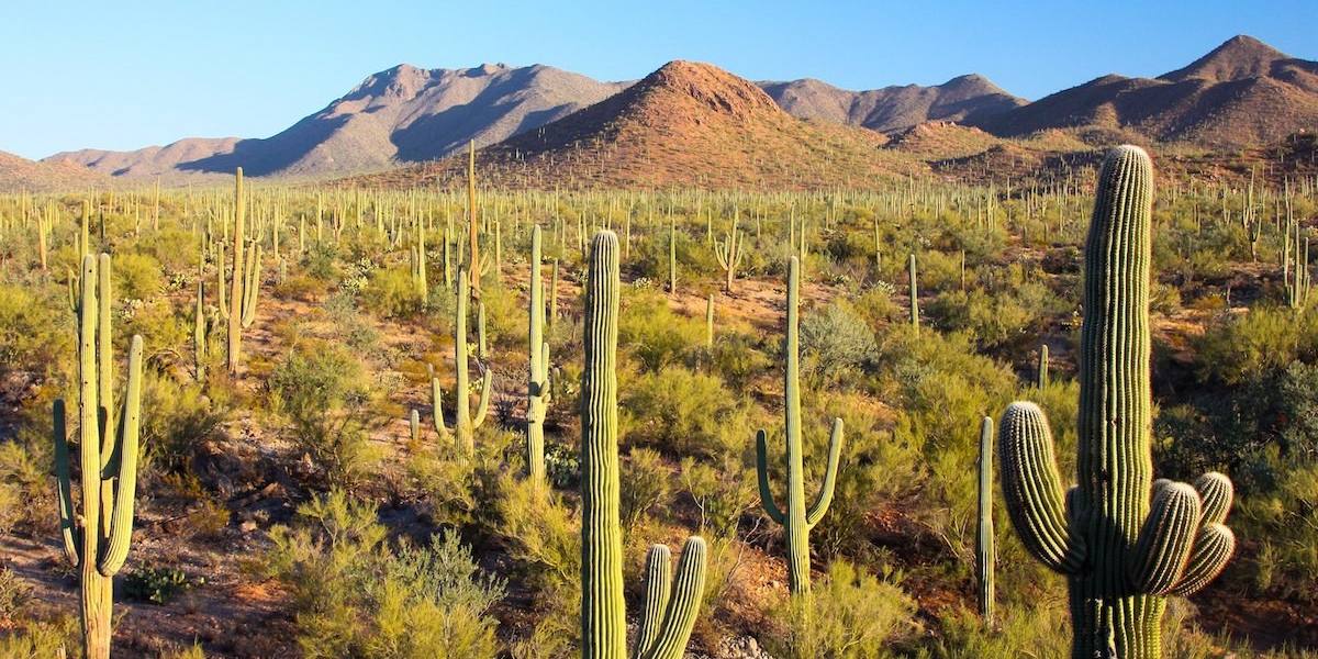 saguaro national park