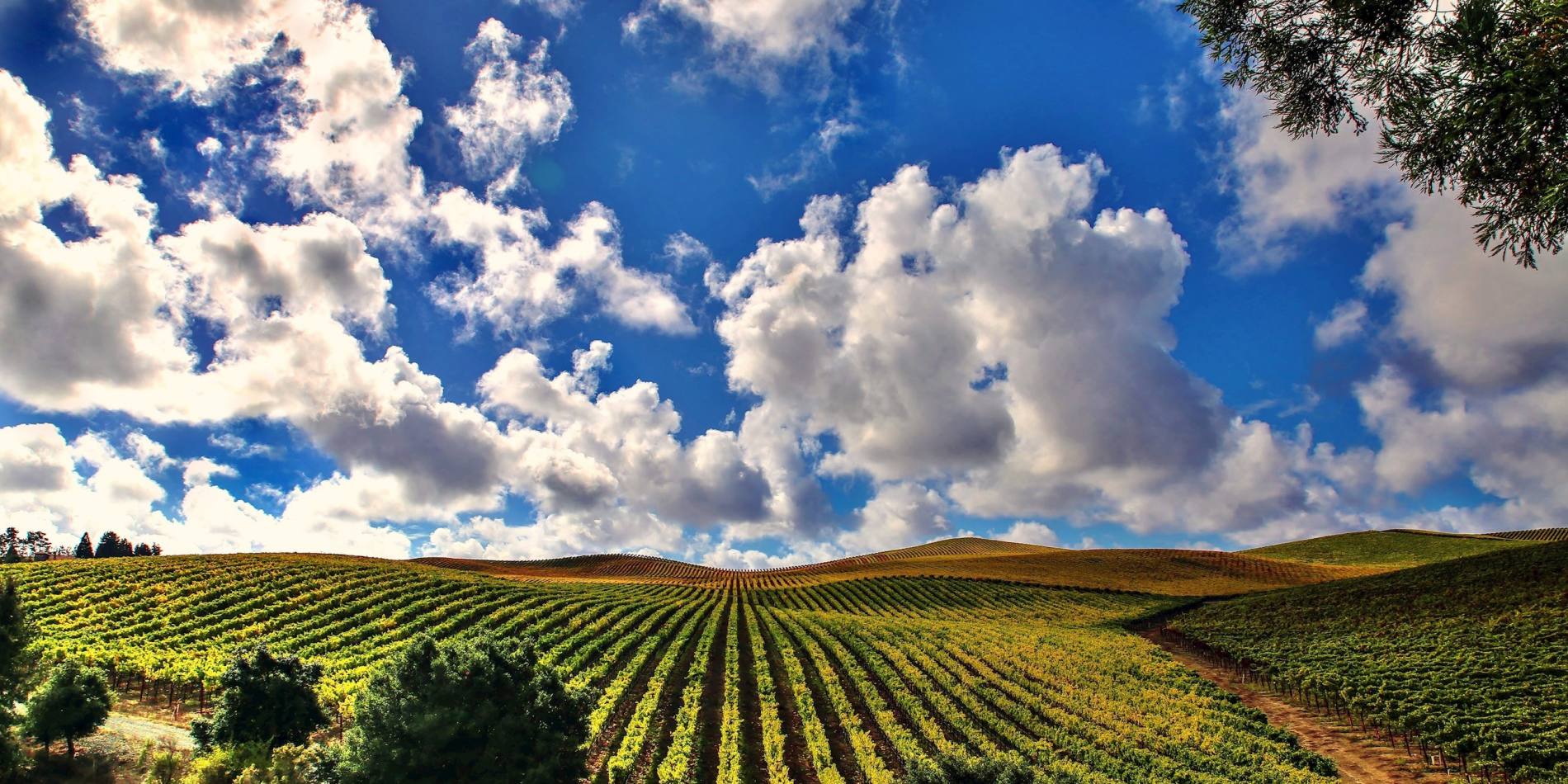 wineries in santa rosa