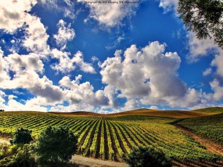 wineries in santa rosa